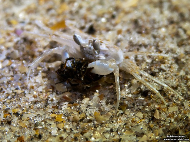 babyghostcrabs_1410_3