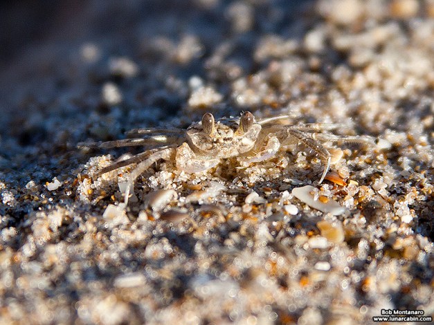 babyghostcrabs_1410_4