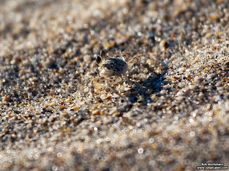 babyghostcrabs_1410_5