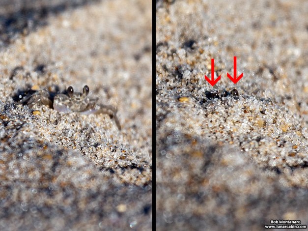 babyghostcrabs_1410_6