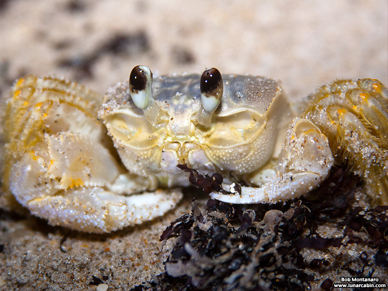 babyghostcrabs_1410_7