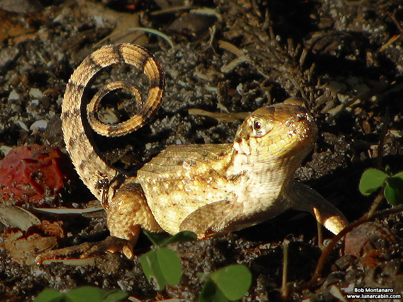 curlytailedlizard_141018_1