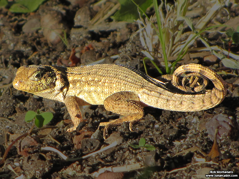 curlytailedlizard_141018_2