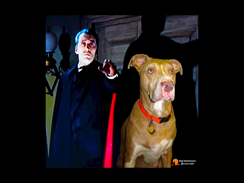 halloween_sam_2014_2