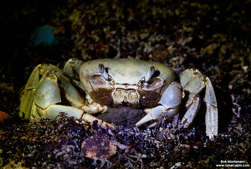 otherworldly_beach_141006_4