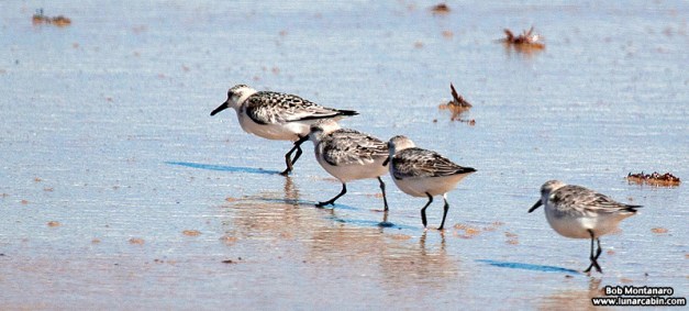 willet_141117_9