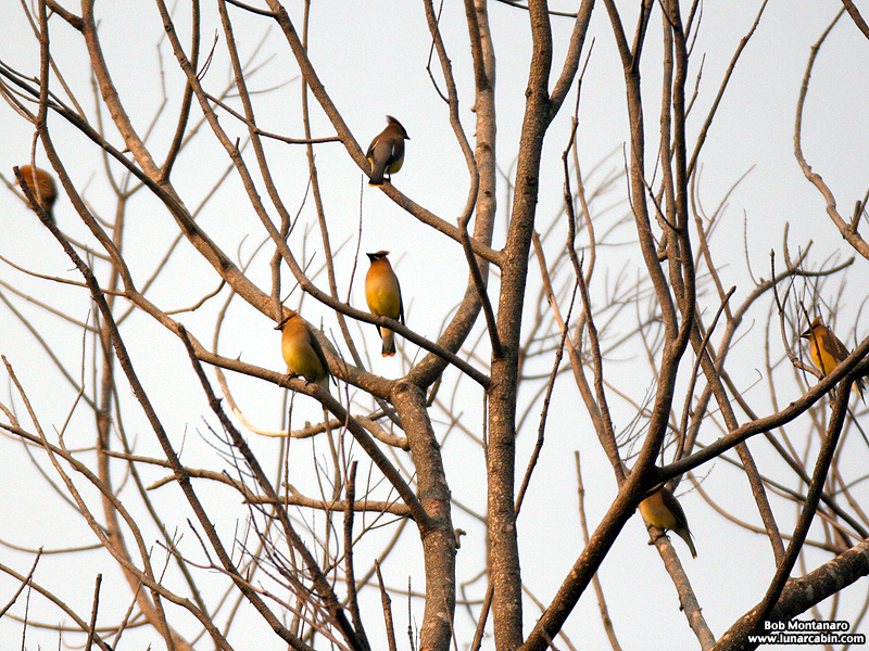 cedar_waxwings_150114_1