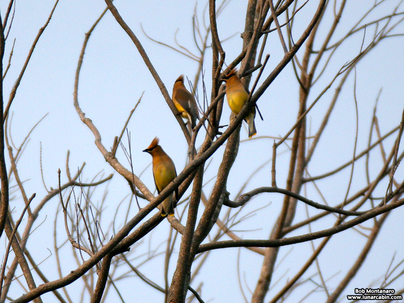 cedar_waxwings_150114_2