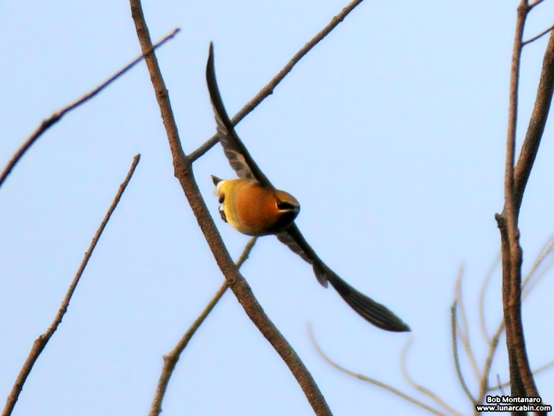 cedar_waxwings_150114_3