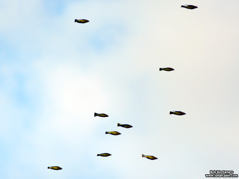 cedar_waxwings_150114_4