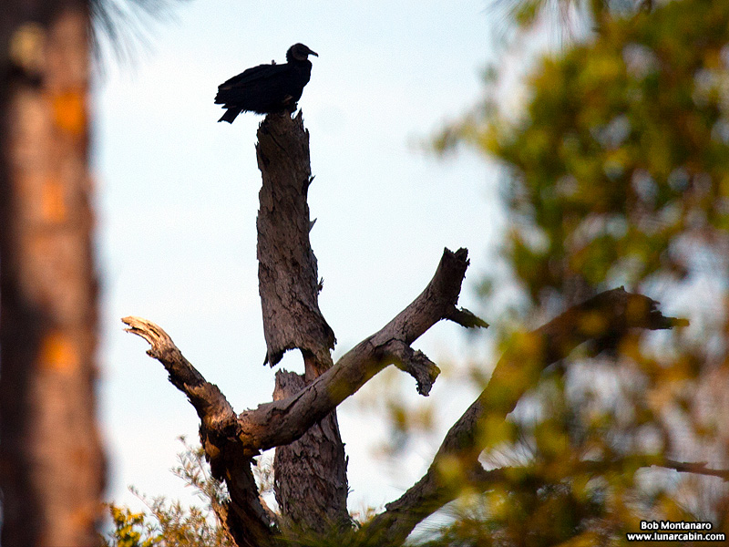 ORCA_Eagles_150207_1