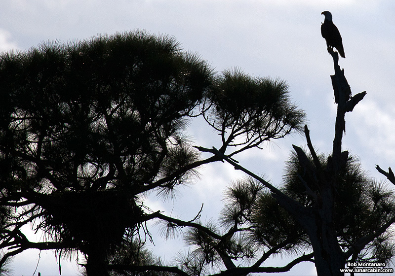 ORCA_Eagles_150207_10