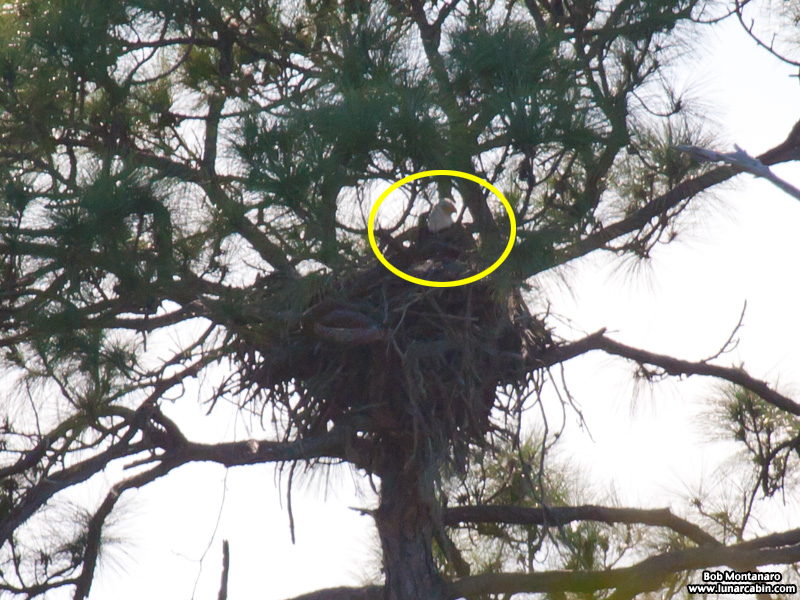 ORCA_Eagles_150207_6