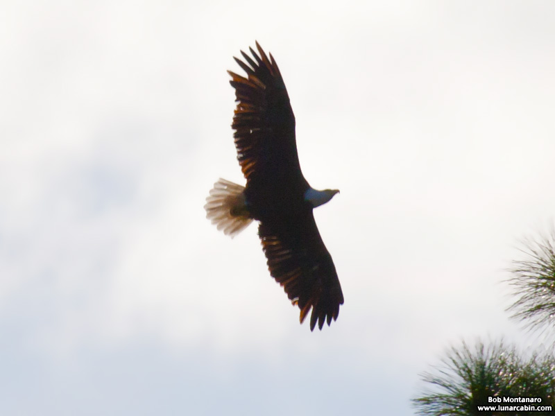 ORCA_Eagles_150207_9