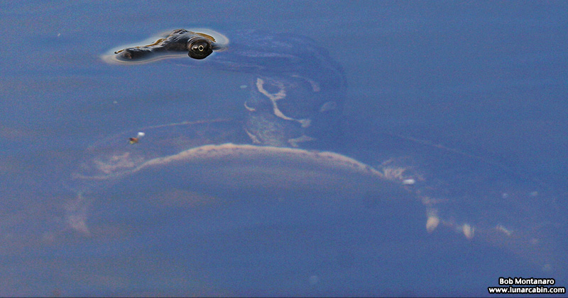 softshell_turtle_060303_6