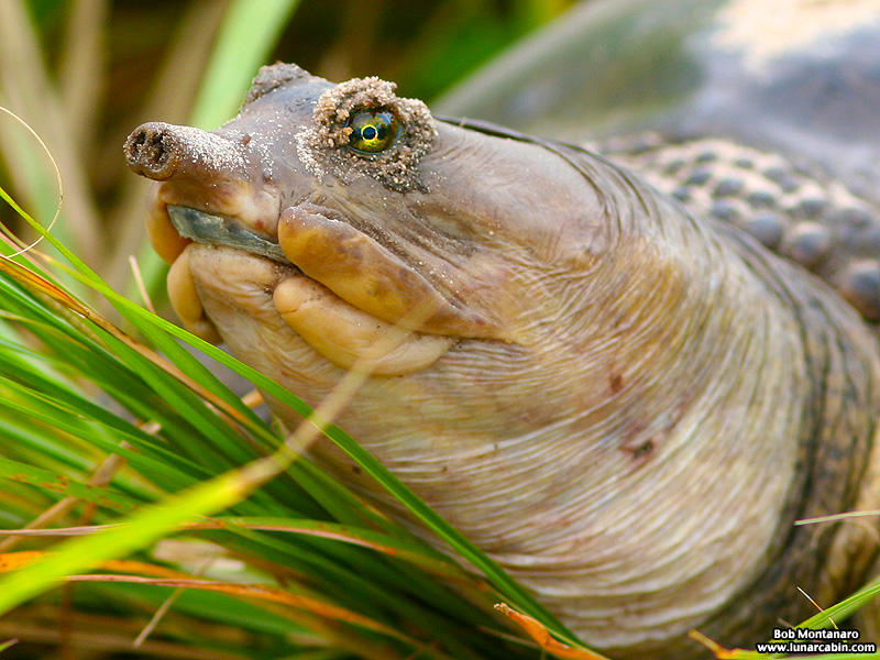 softshell_turtle_070515_1