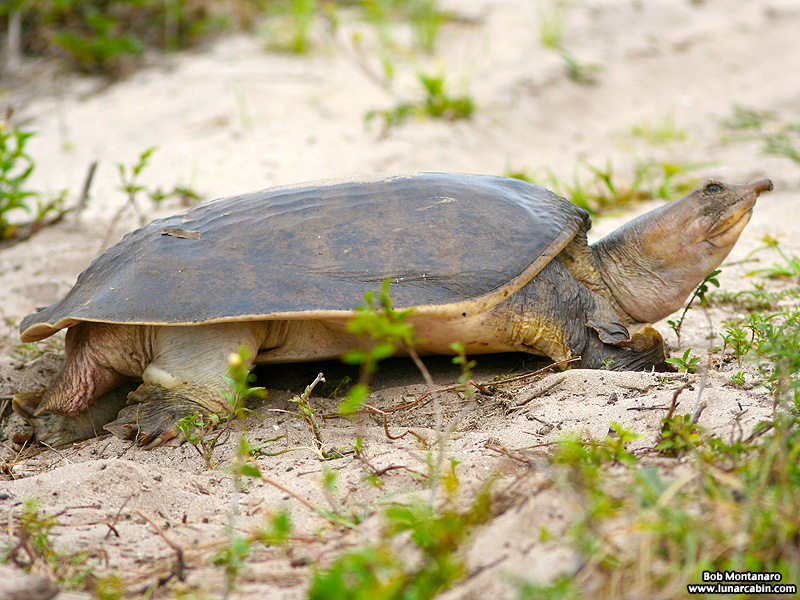 softshell_turtle_070515_2