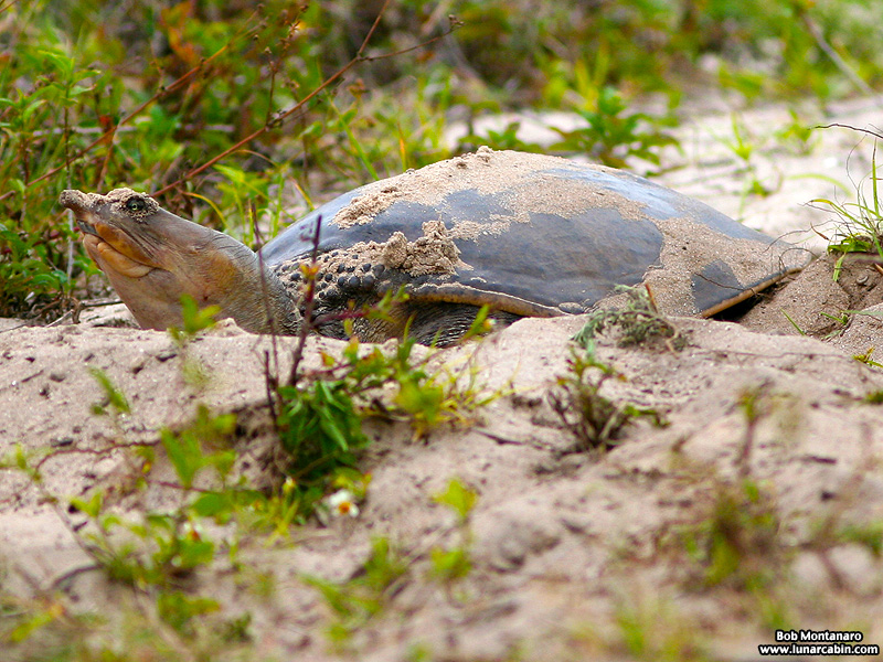 softshell_turtle_070515_3
