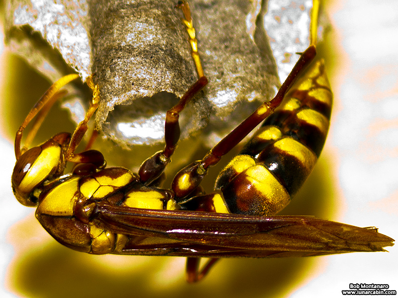 AH_wasps_150306_1