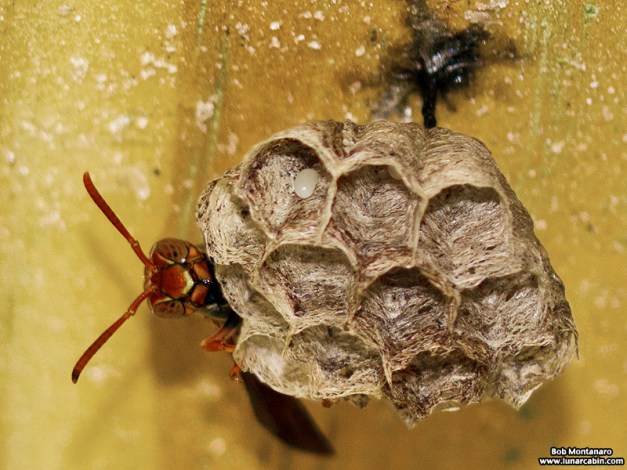 AH_wasps_150306_4