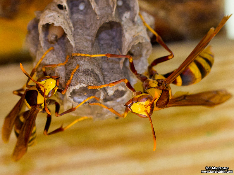 AH_wasps_150309_1