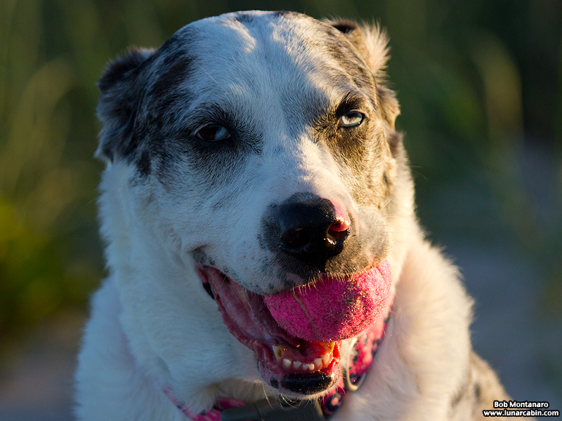 trespass_house_150329_2