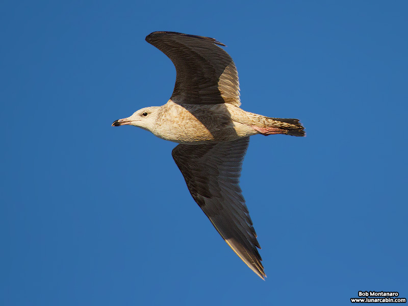 trespass_house_150329_3