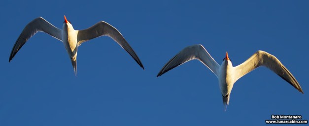 trespass_house_150329_8