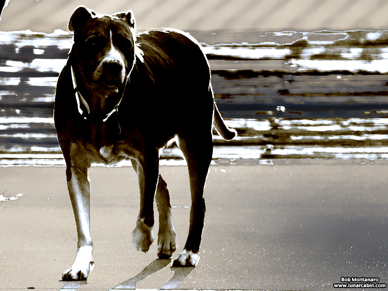 trespass_house_150329_9