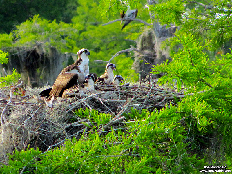 blue_cypress_lake_150419_5