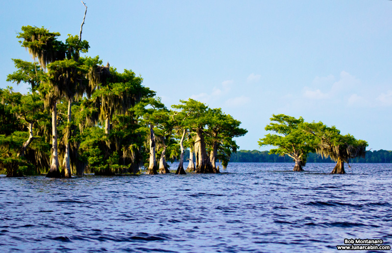 blue_cypress_lake_150419_6