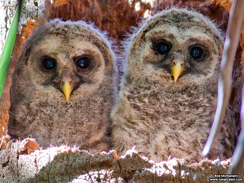 sebastian_barred_owls_150404_1