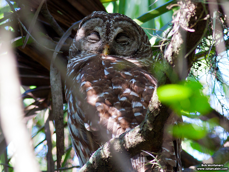 sebastian_barred_owls_150404_2