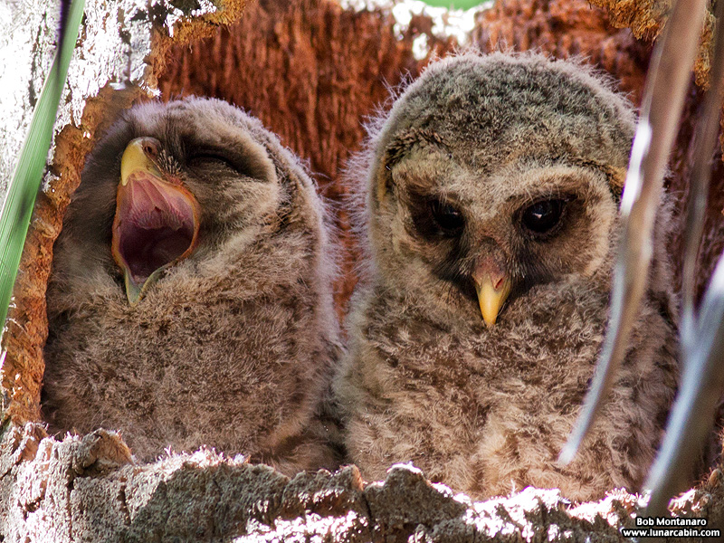 sebastian_barred_owls_150404_3