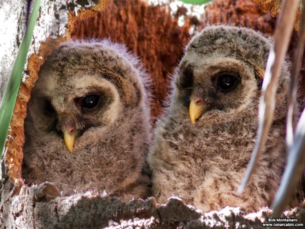 sebastian_barred_owls_150404_4