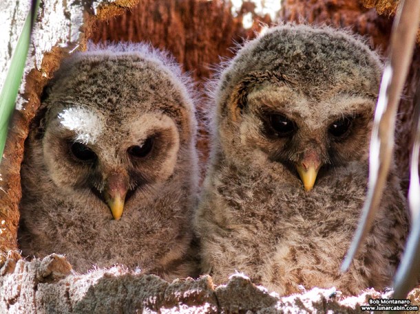 sebastian_barred_owls_150404_5