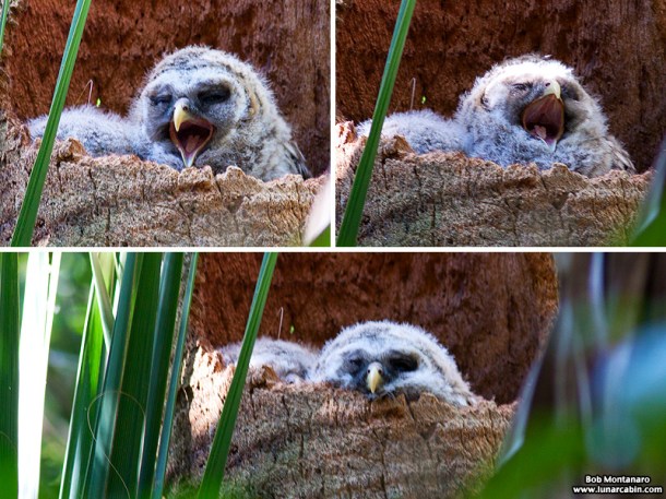 sebastian_barred_owls_150404_6
