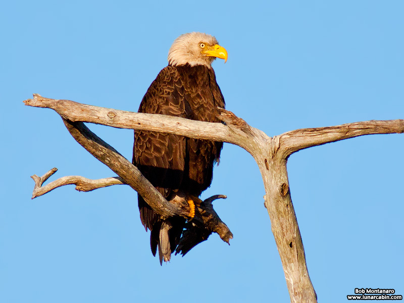 sebastian_eagles_150404_1