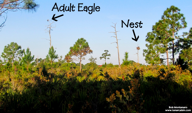 sebastian_eagles_150404_2