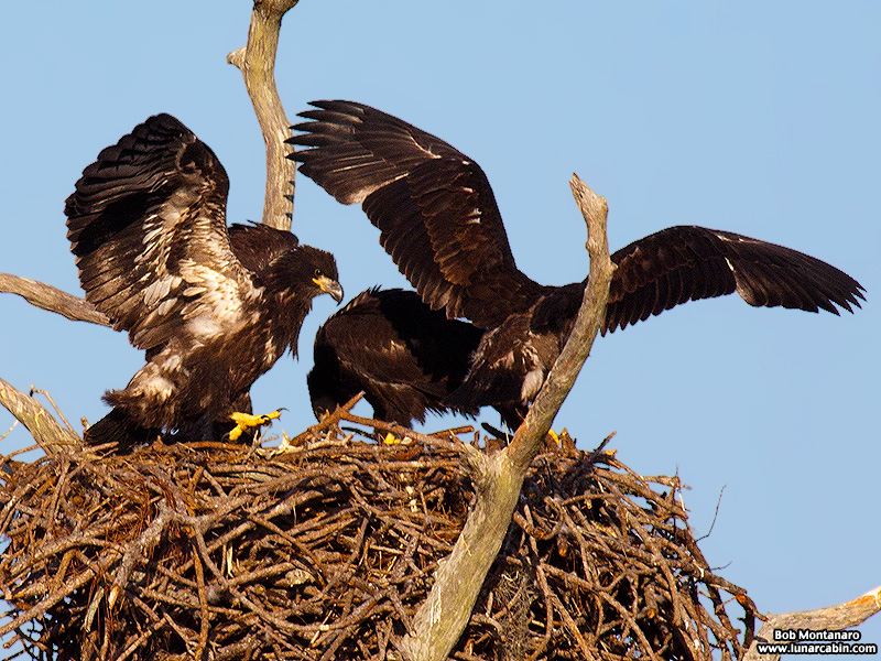 sebastian_eagles_150404_5