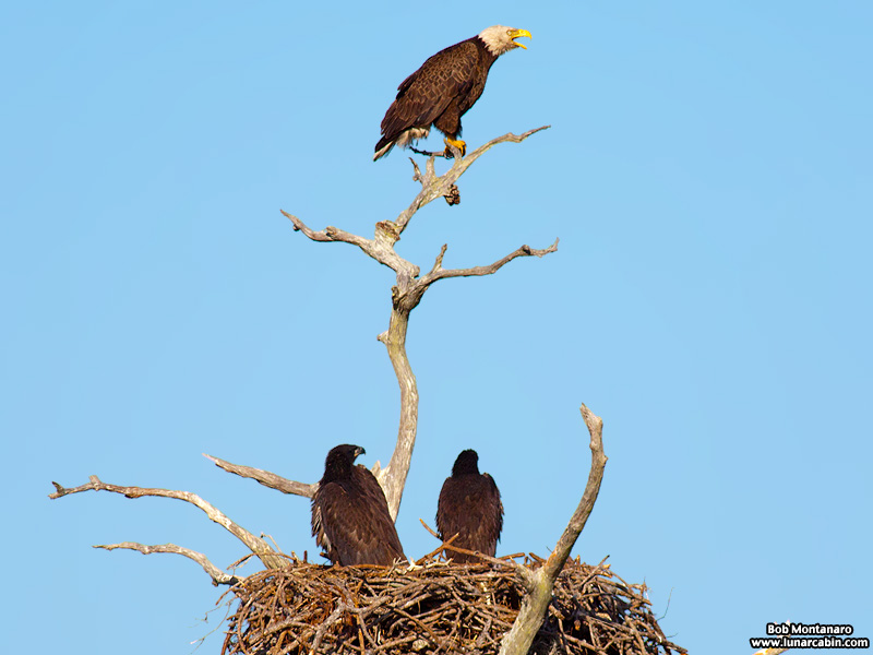 sebastian_eagles_150404_6