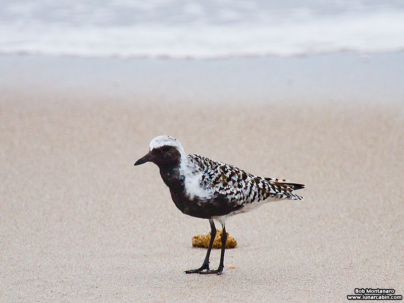 black_bellied_plover_150506_1