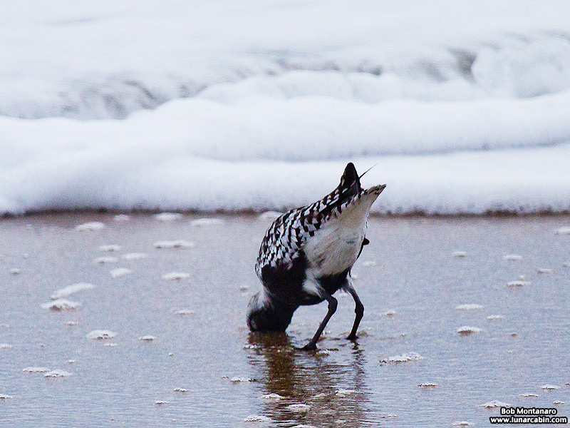 black_bellied_plover_150506_2