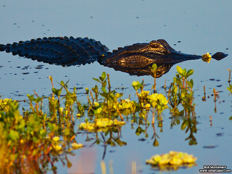 owp_alligator_150517_1