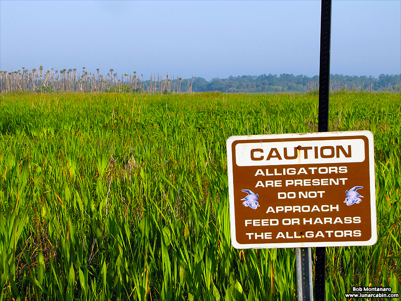 owp_alligator_150517_2