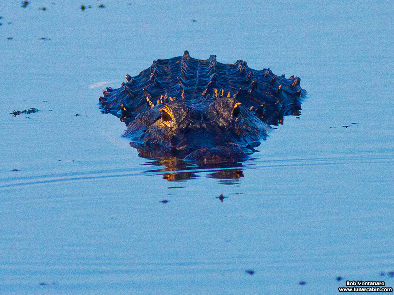 owp_alligator_150517_3