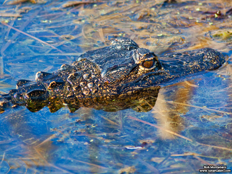 owp_alligator_150517_4