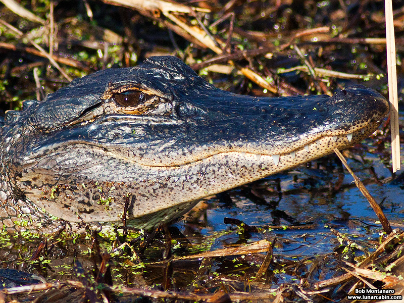 owp_alligator_150517_5