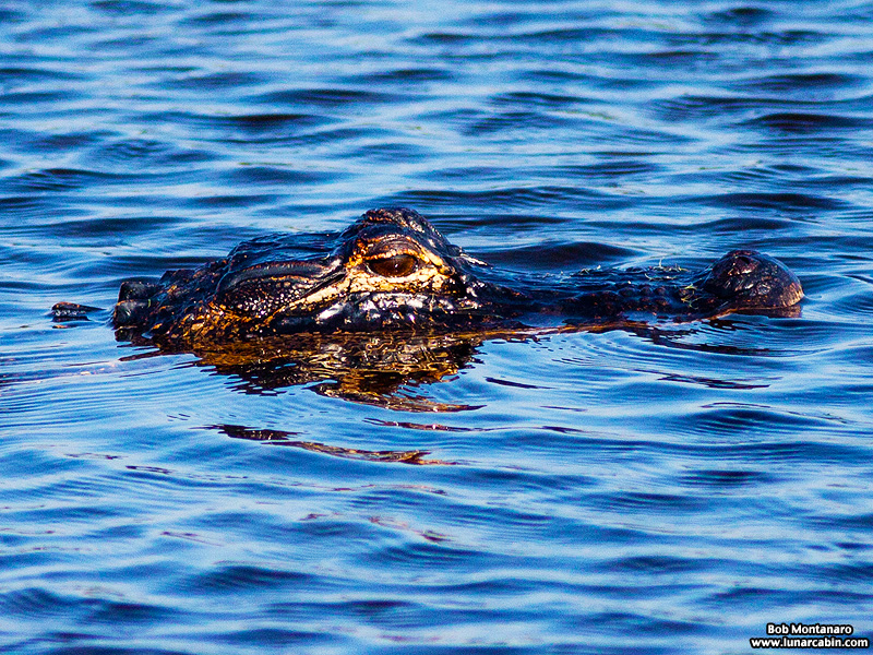 owp_alligator_150517_6