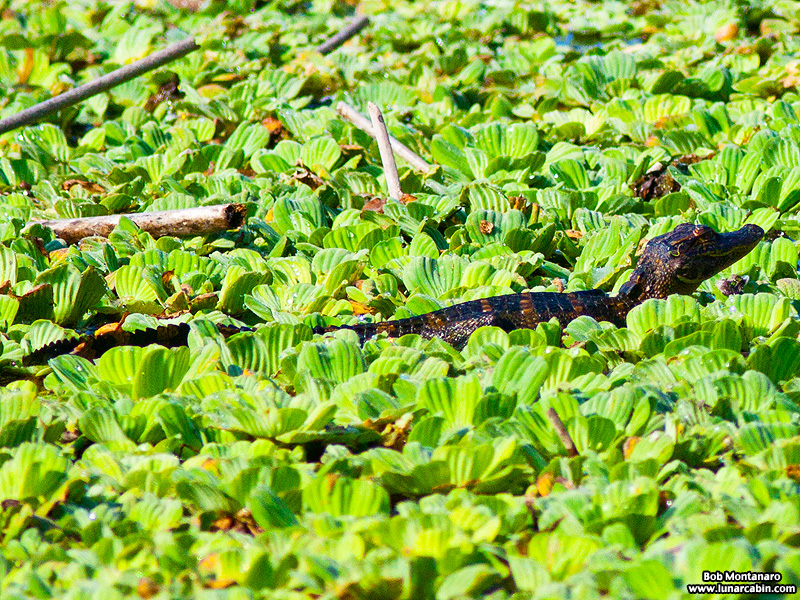 owp_alligator_150517_7